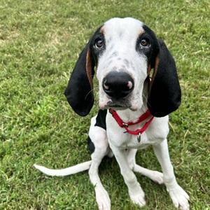 Team Page: Paws for the Cause